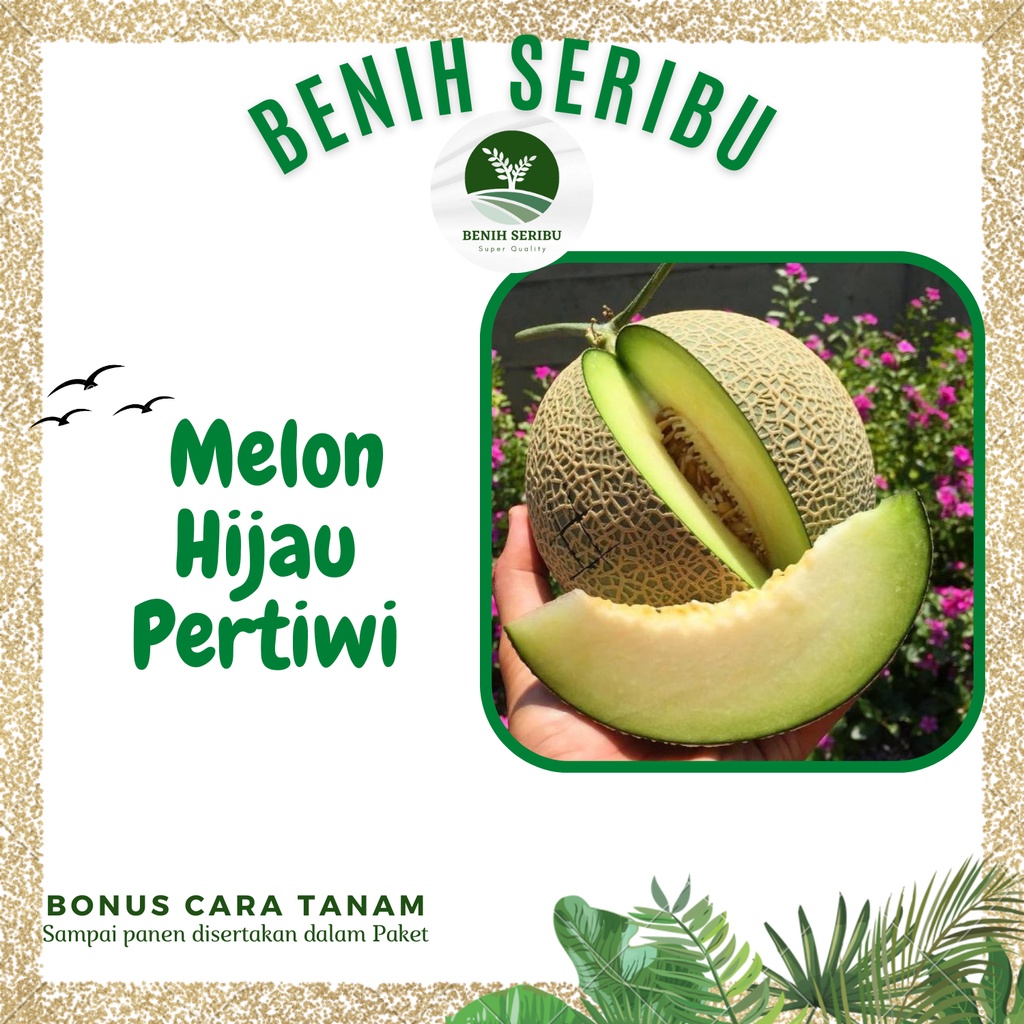2 Biji - Benih melon Hijau Pertiwi F1 bibit seed Benih Melon Hijau PERTIWI F1 Bibit Tanaman Buah Melon Daging Tebal Unggul