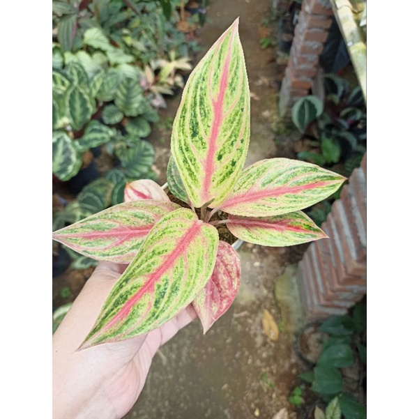 Aglaonema Red Panama (Baby)