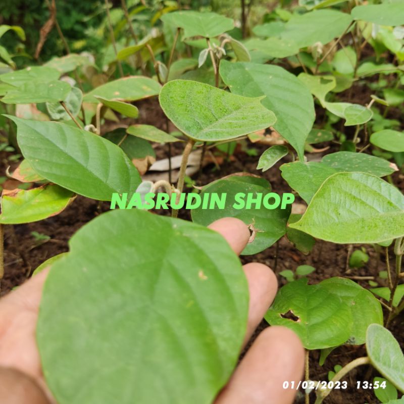 

[Fresh] BIBIT POHON BAYUR CABUTAN / BIBIT KAYU BAYUR PERPOHON / BIBIT BAYUR BUKAN BIBIT MINDI