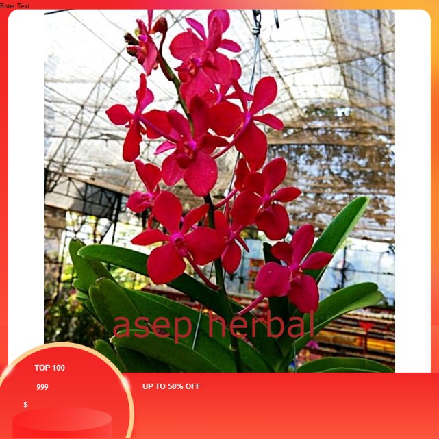 Vanda mokara orange/merah besar