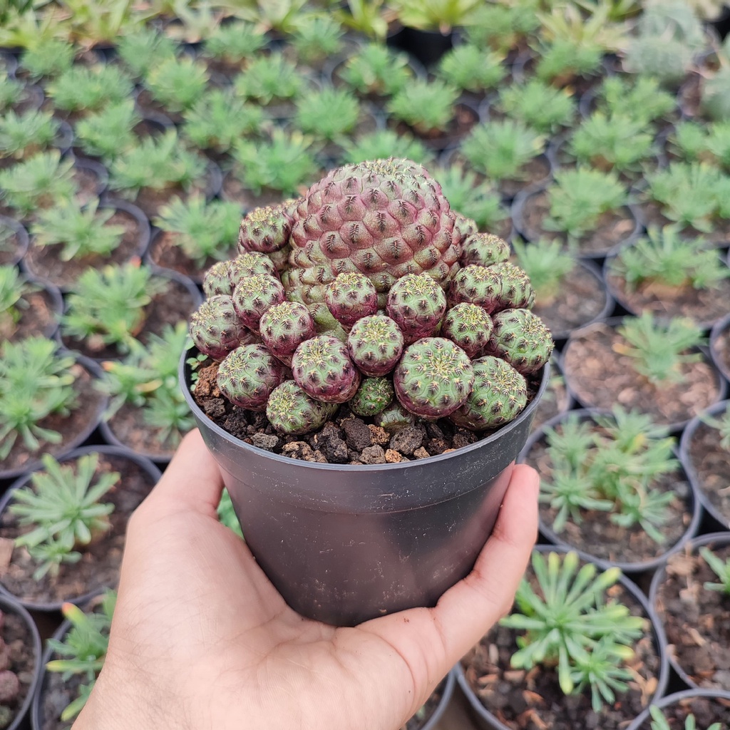 Sulcorebutia | D 10 Cm | Kaktus