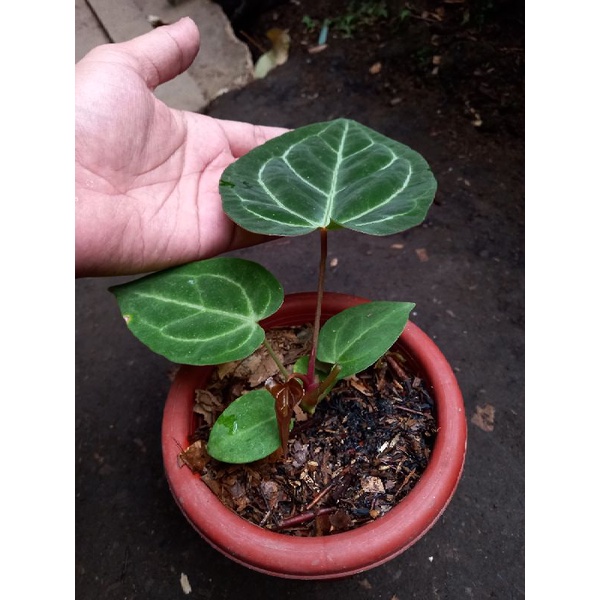 anthurium dressleri hybrid kuping gajah hybrid