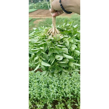 

daun kemangi fresh dan segar 96 ikat