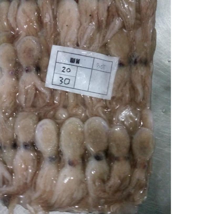 

➵ BABY GURITA SEGAR BEKUAN/OCTOPUS BABY FROZEN / GURITA KECIL / BABY OCTOPUS / FROZEN BABY @1KG ♬