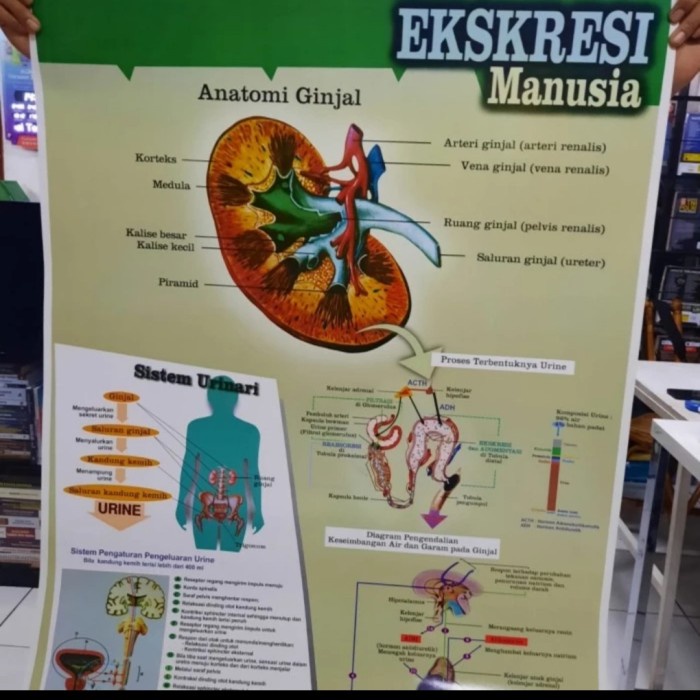 

Poster Ekresi Carta Ekresi Peraga Pendidikan