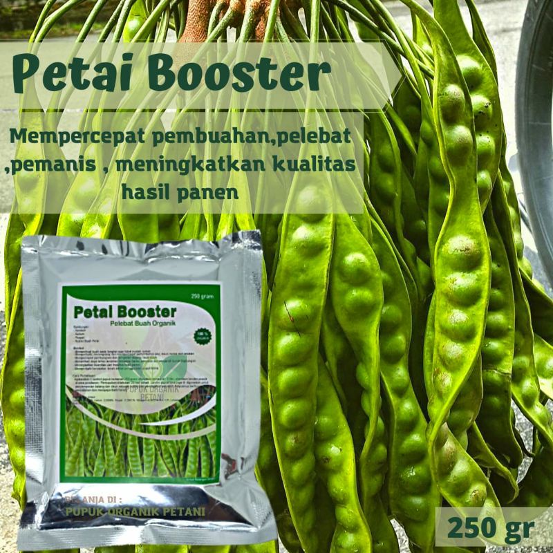 Pupuk Pelebat Petai Pete Organik Agar Cepat Berbuah Lebat, Pupuk Booter Perangsang Petai Pete Kemasa