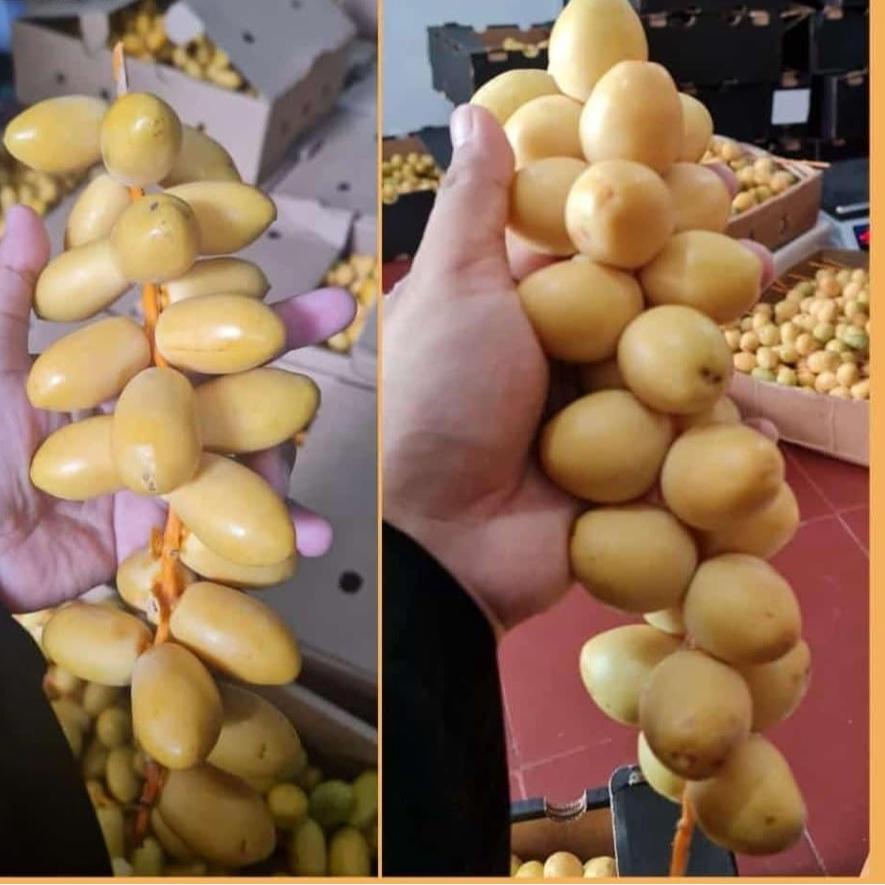 

☑ Kurma Muda Kuning Fresh Mengkel - 1 Kg ☇