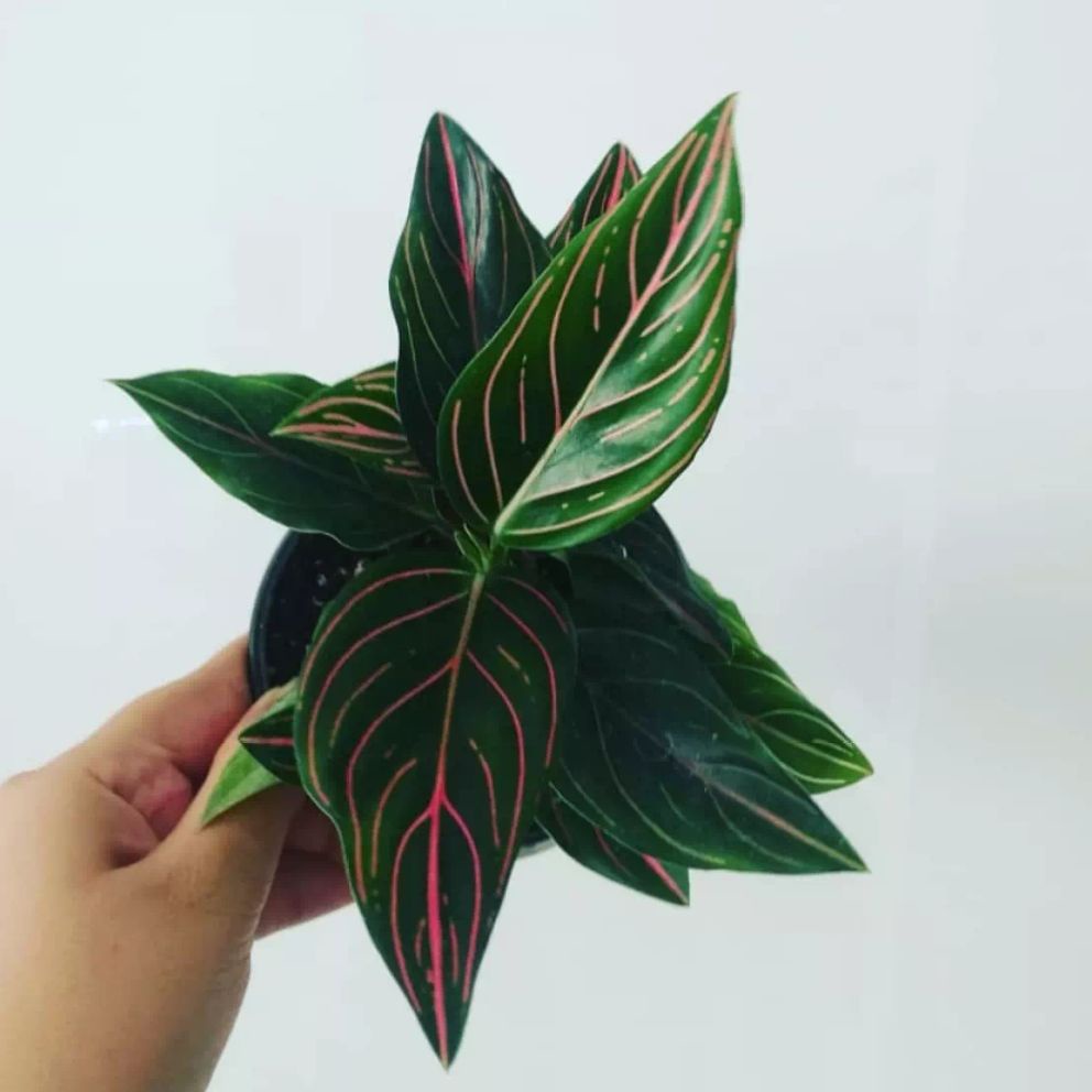 Aglonema Rotundum / Aglaonema Rotundum