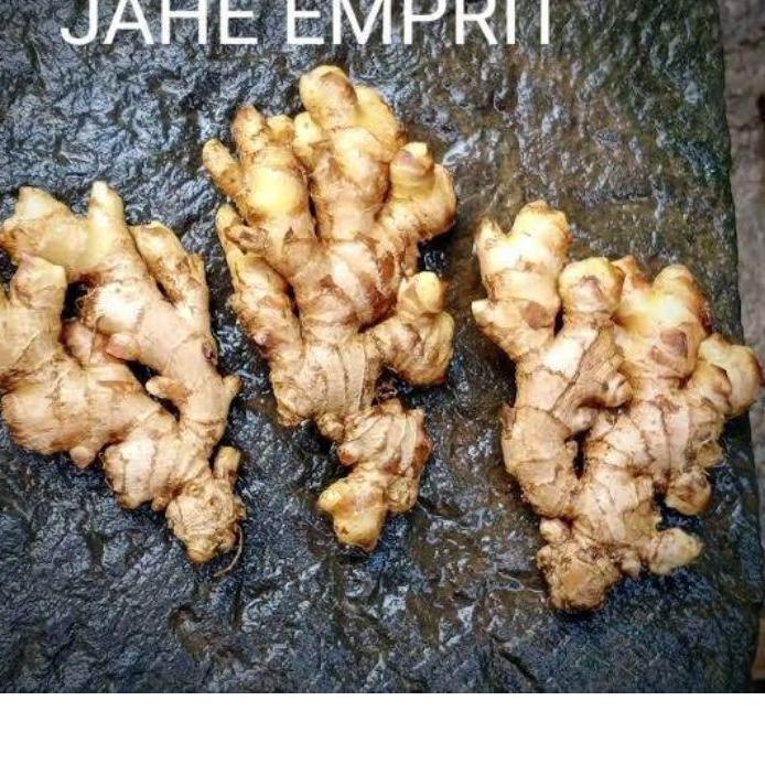 

♕ JAHE EMPRIT SEGAR SUDAH DICUCI BERSIH BERAT 1 KG ➤