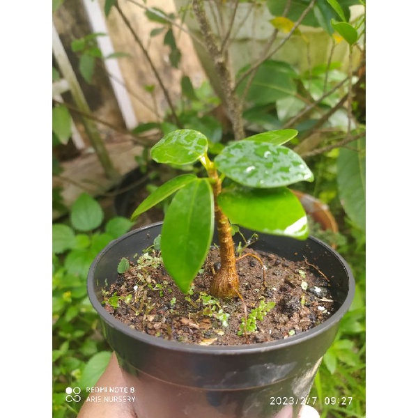 Beringin dolar dari semai biji / Beringin dolar caudex