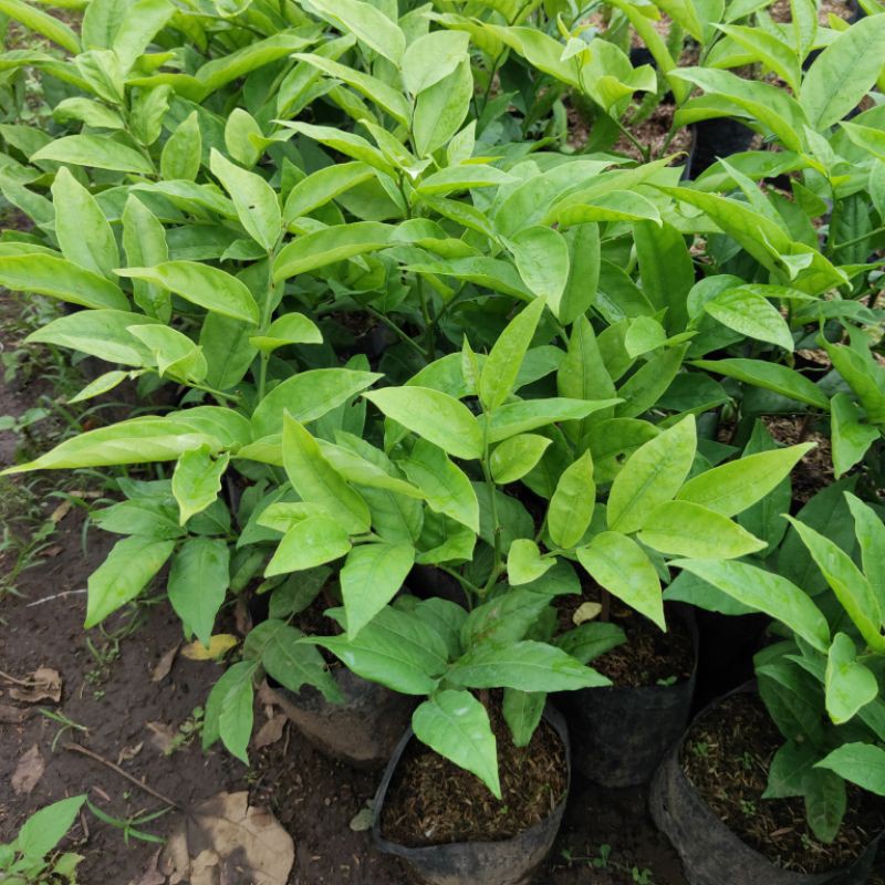 Bibit Tanaman Buah Manggis Jepang Pohon Hidup - TitipBibit