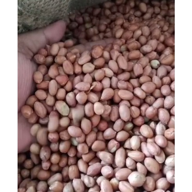 

kacang tanah ose 500gram