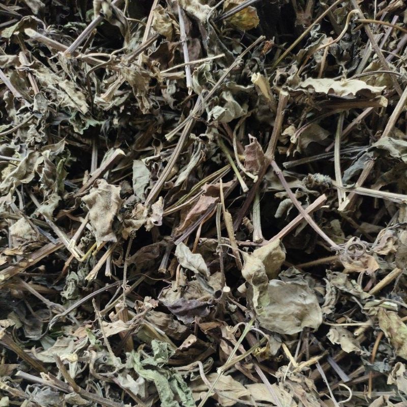 

daun kumis kucing kering 1 kg