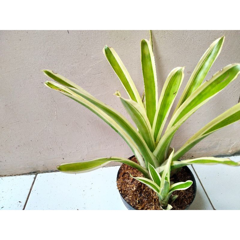 TANAMAN HIAS/BUNGA HIAS/BROMELIA HIJAU GARIS PUTIH/BROMOLIA pohon hidup - TitipBibit