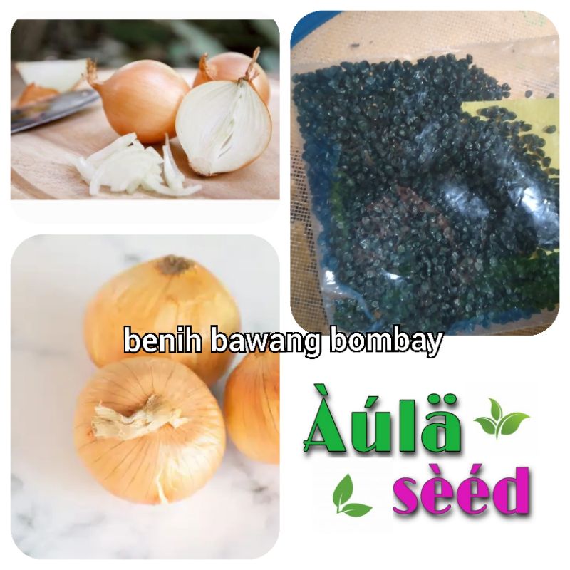 benih bawang bombay 20 seed