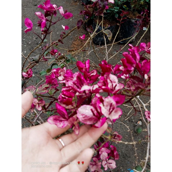 Bougenville black maria import