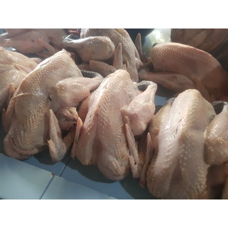 

Ayam kampung super