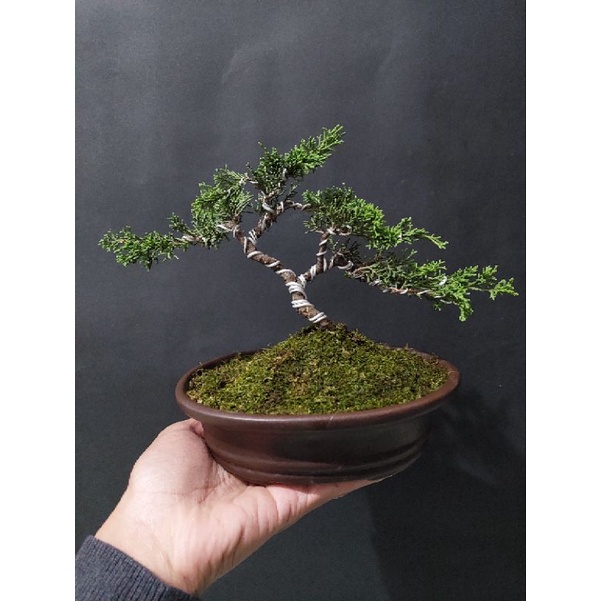 tanaman bonsai cemara sargenti siap pajang - TitipBibit