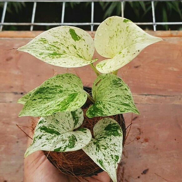 Tanaman Hias Epipremnum Marble Queen Variegata / Epip Marble