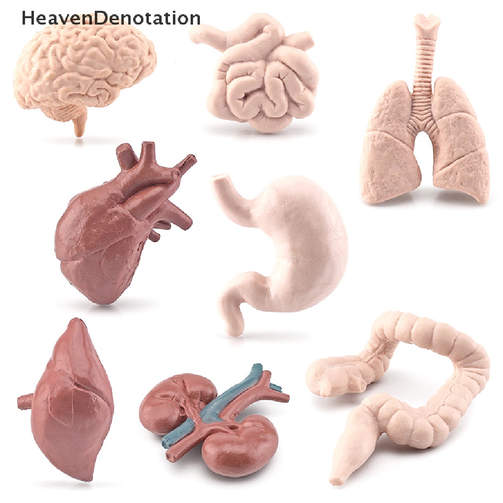 [HeavenDenotation] 1set Mini Organ Manusia Model Simulasi Sains Otak Jantung Patung Ornamen HDV