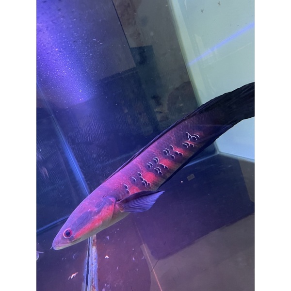 Red Barito -+5cm Baby ( Sticker Toko )