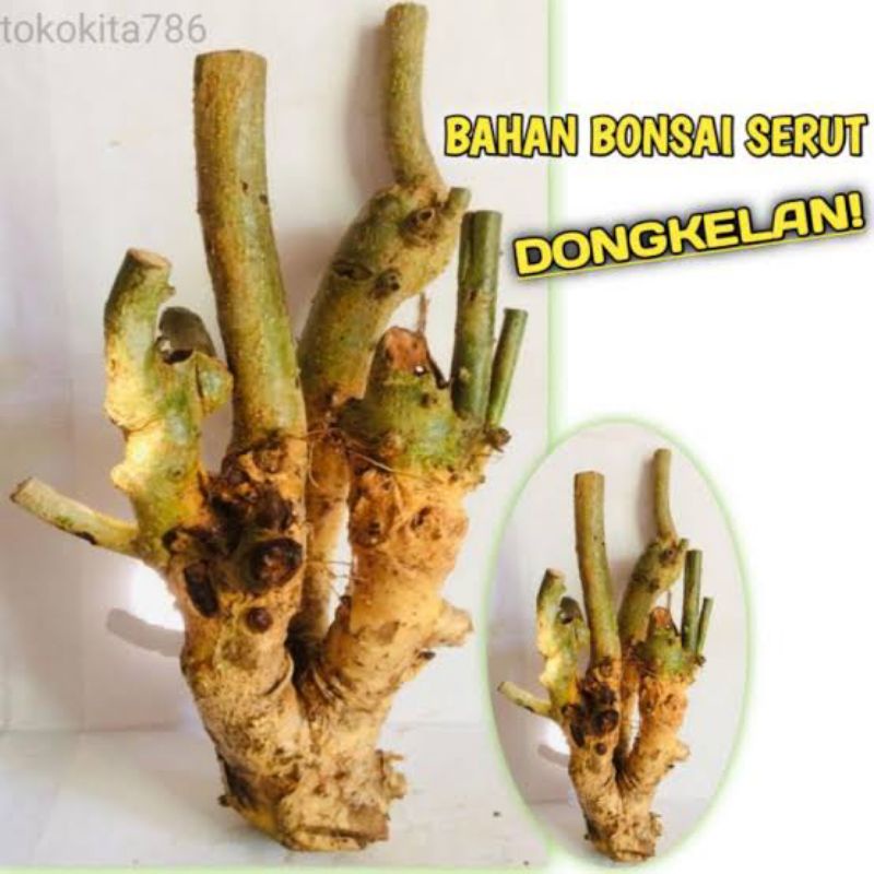 dongkelan bahan bonsai serut karakter