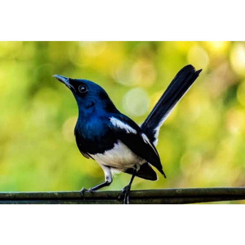 BURUNG KACER JANTAN burung kacer kalimantan