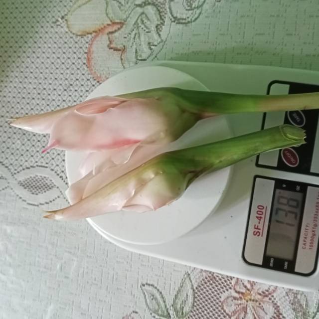 

Ready !!! Bunga kecombrang sayur / kecombrang kuncup sayur
