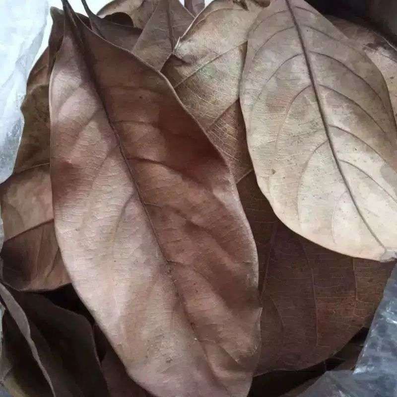 

100 lembar Daun nangka kering untuk obat herbal.