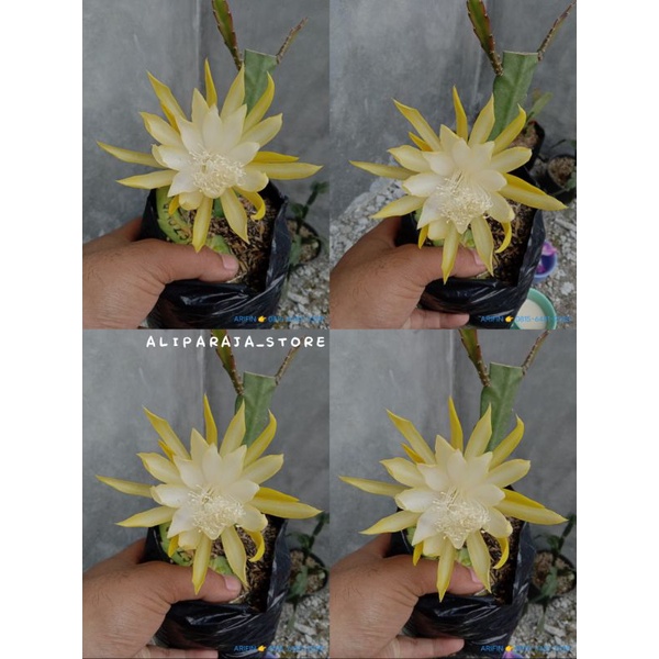 Tanaman Hias Wijaya Kusuma Hibrid ID BREZONA