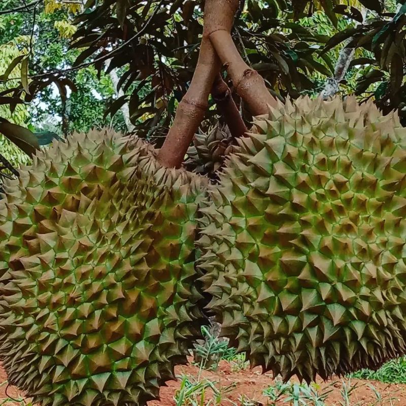 Bibit Durian Petruk Batang Besar Ukuran 1 Meter Siap Berbuah