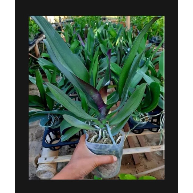 tanaman hias anggrek bulan tanaman hidup bunga hidup anggrek bulan