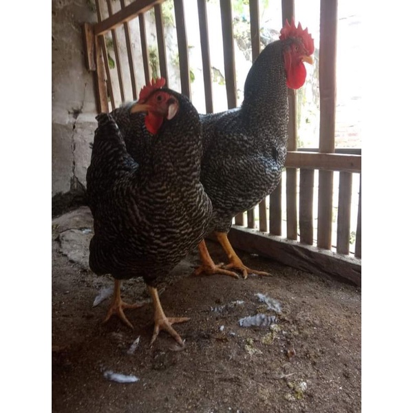 

TELUR FERTIL AYAM BARRED ROCK ORI IMPOR