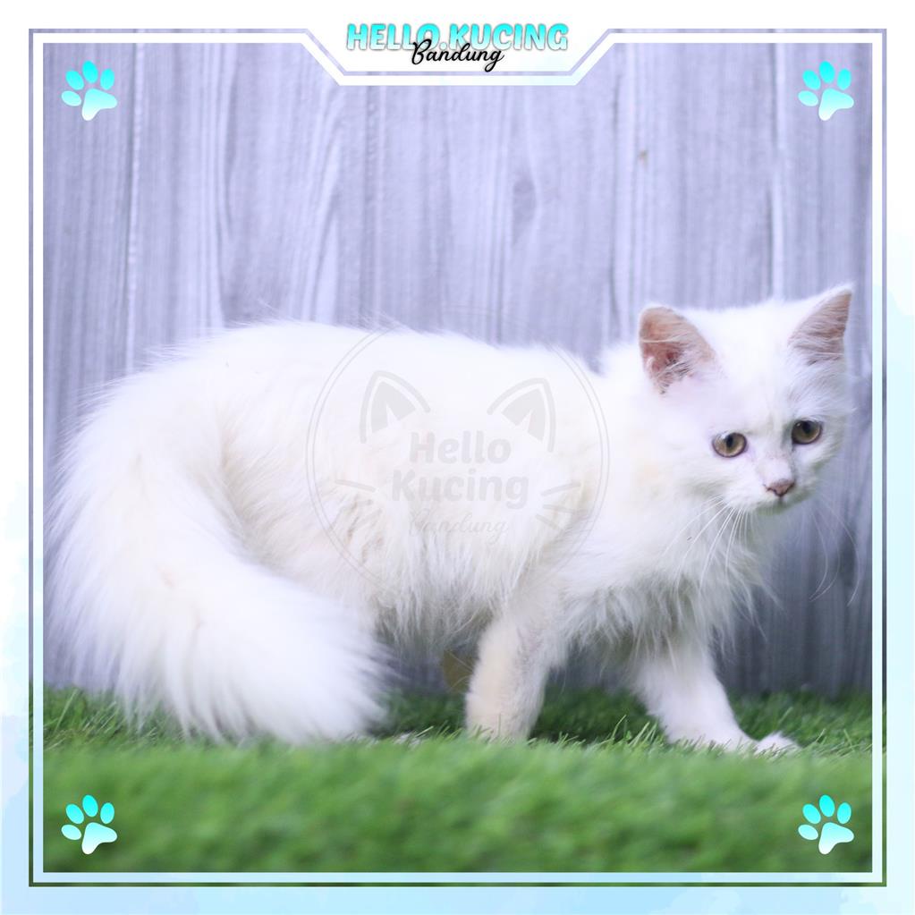 Kucing Kitten Persia x Anggora Putih Solid White Betina