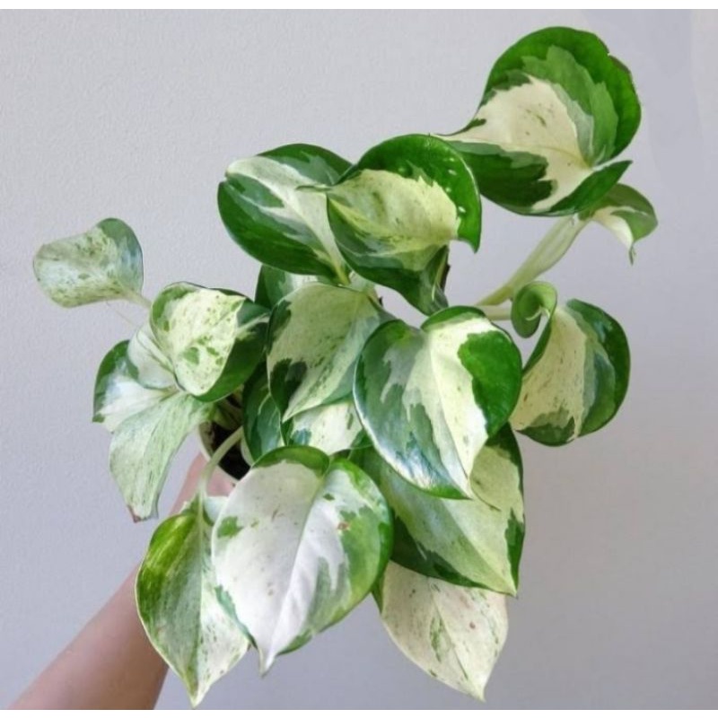 tanaman hias sirih manjula / sirih mangkok varigata