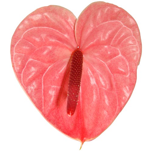 Pohon Tanaman Hias Bunga Anthurium Mini Pink - taman Bergaransi - TitipBibit