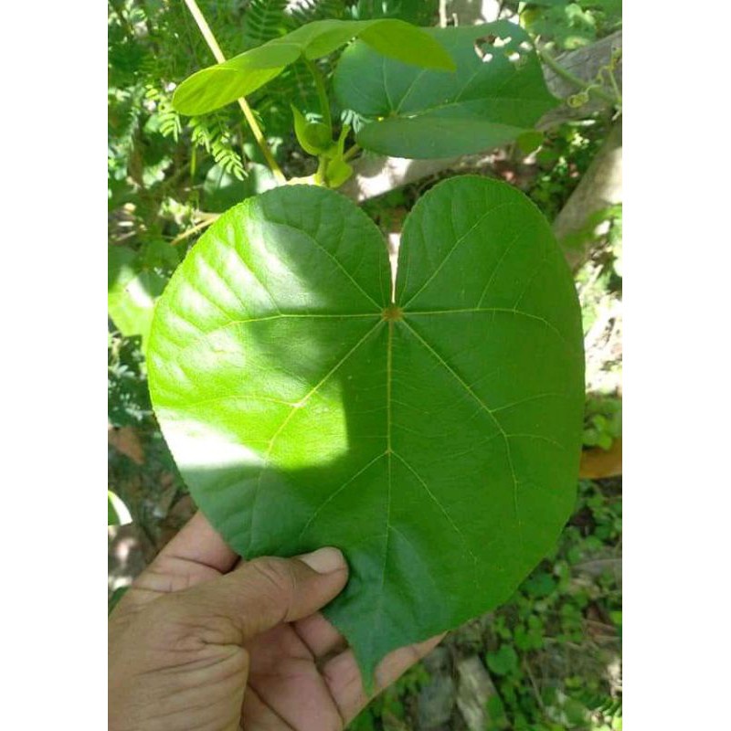 

Jual daun waru segar paket 1 kg