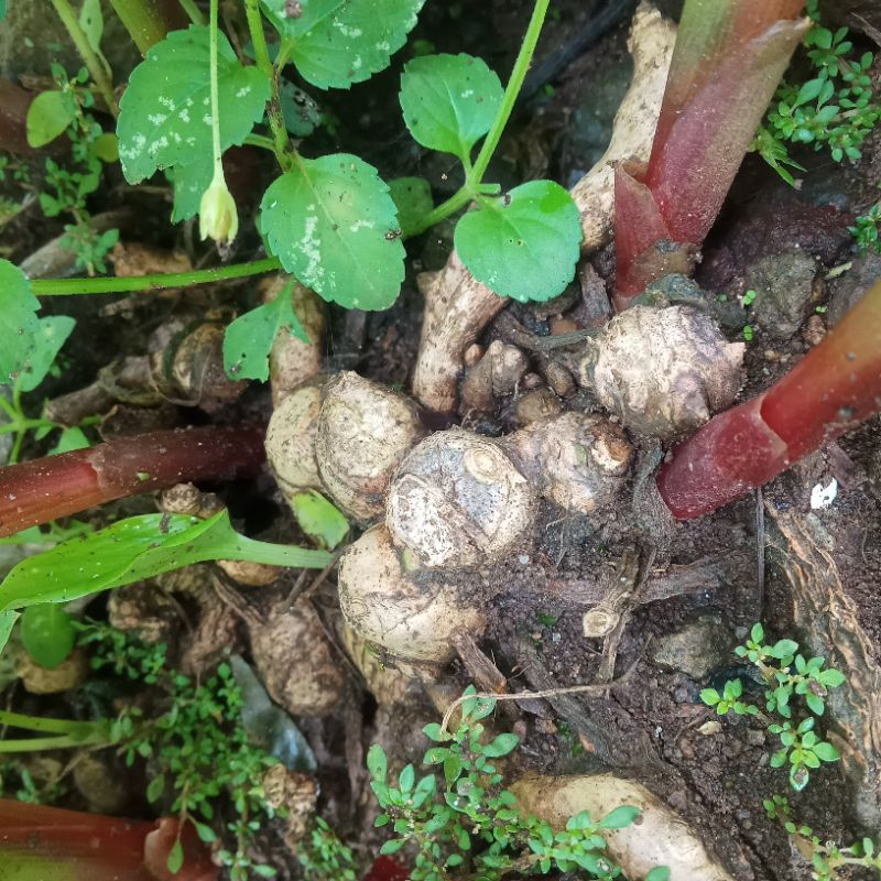 

sayur boros Temu kunci segar 1/2kg