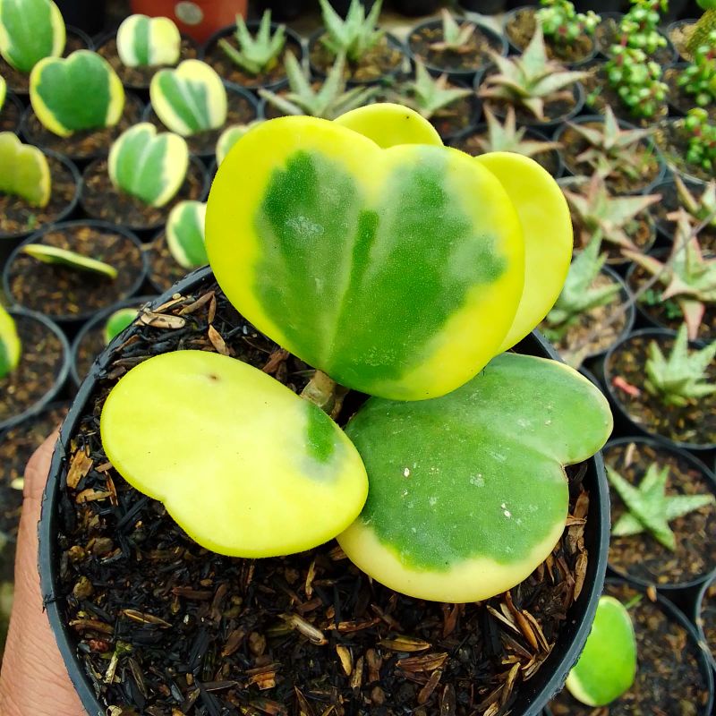 Hoya love cluster/rimbun