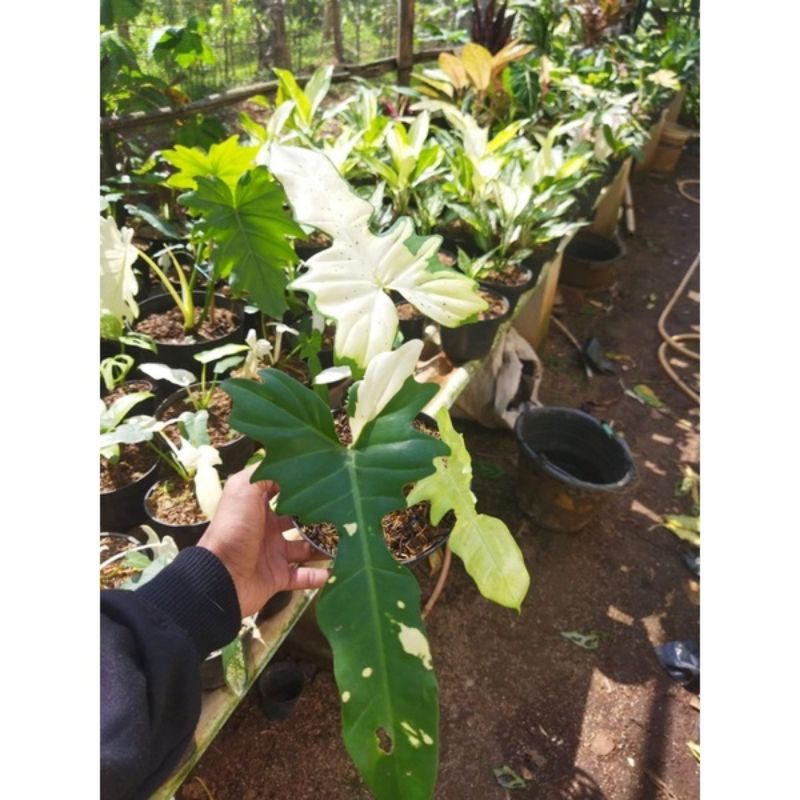 philo dragon variegata remaja 3-5 daun