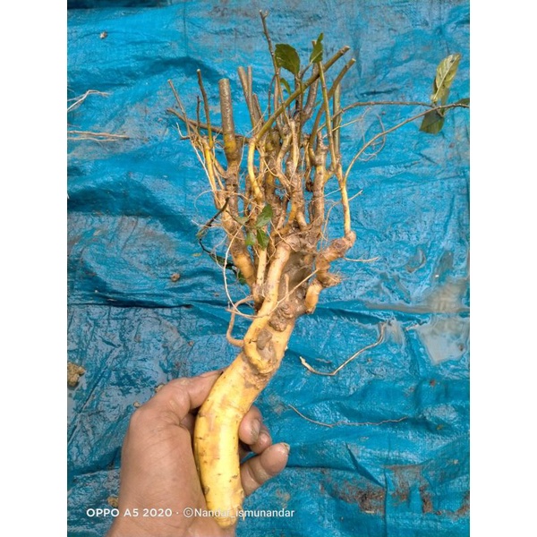 dongkelan bonsai serut prospek small 17k