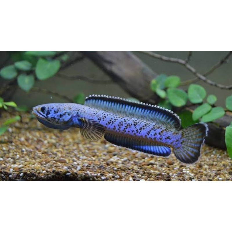 channa pardalis,red mozaic & bleheri