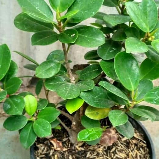 Bibit bonsai beringin Korea -tanaman bonsai mini coin - Bahan Bosai Beringin Korea