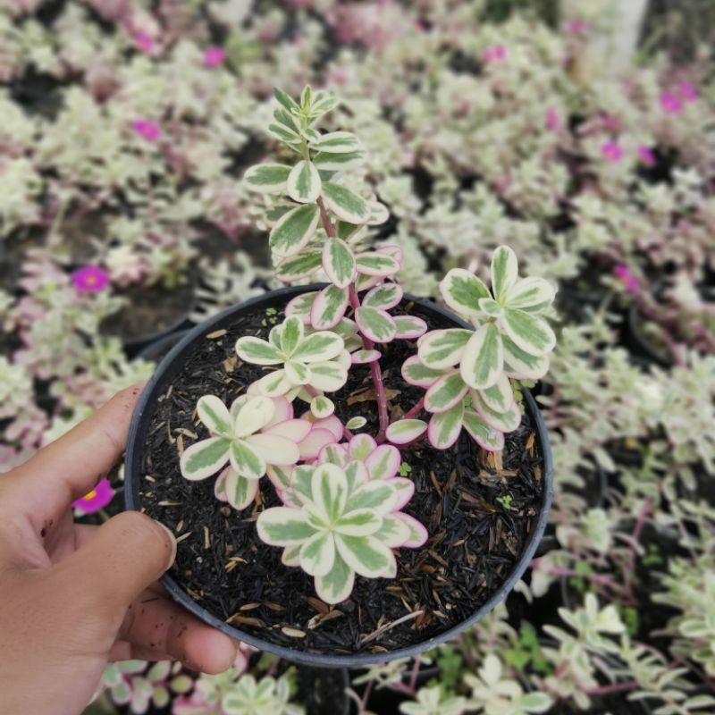 Tanaman Hias Krokot Portulaca Variegata / Krokot Variegata - TitipBibit