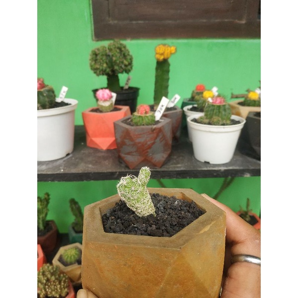 Mammillaria Gracilis