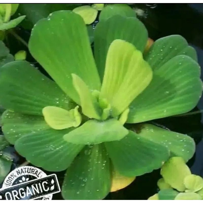20 tanaman hias aquascape-tanaman hias apu apu/kapu kapu-tanaman air