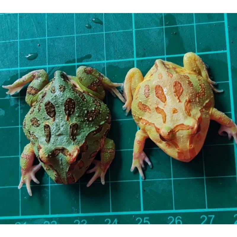 kodok pacman albino minus