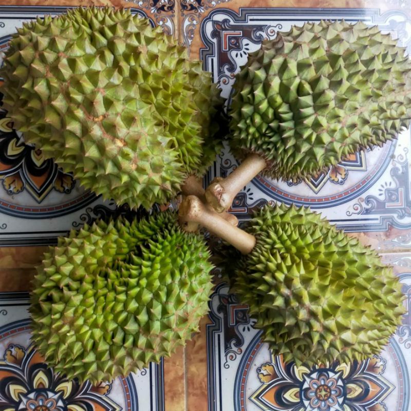 Bibit Durian Duri hitam Batang Besar Ukuran 1 Meter Siap Berbuah