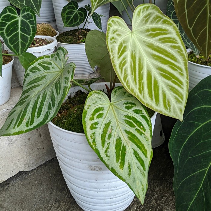 Anthurium Kuping Gajah SIlver Blush / Anthurium Silver Blush