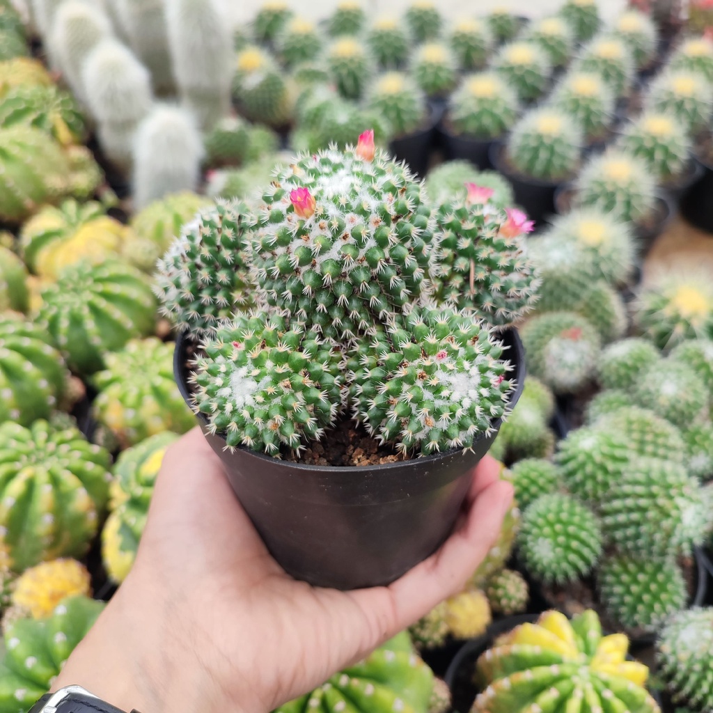 Mammillaria Pagaspina Cluster | D 10 Cm | Kaktus